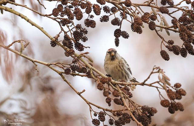 Grote Barmsijs -  Mealy Redpoll