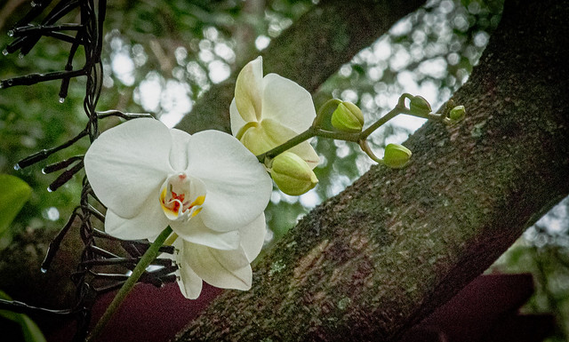 orchid in the wild