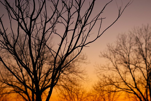 pecan tree sunrise