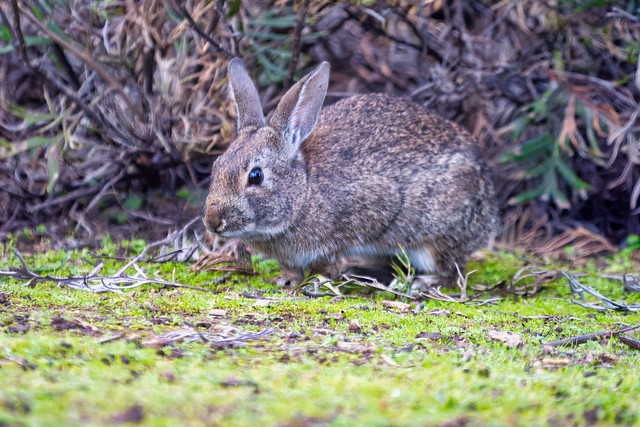 Rabbit @ UC Santa Cruz Arboretum