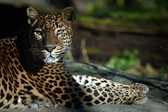 Sri lankan Leopard
