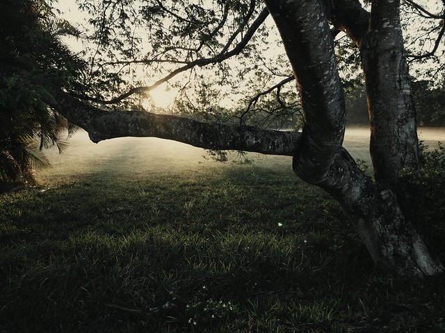 Closeup photo of lone tree
