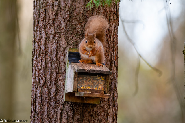 More Squirrel's, this time@ Carnie woods Aberdeen27/01/2024