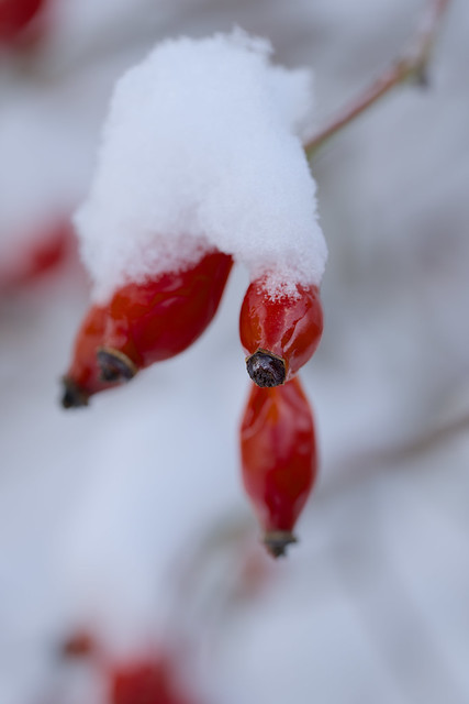 Rosehips in Snow
