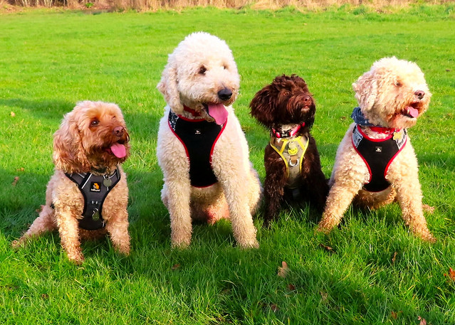 Ralph, Sully, Willow and Stanley