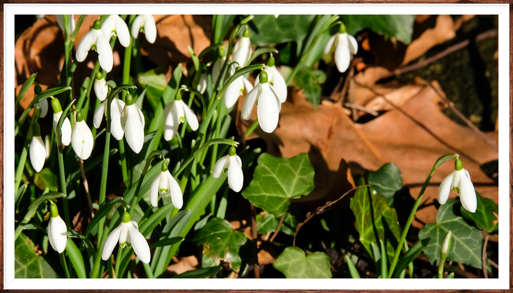 In anticipation of snowdrops...London