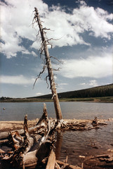 08--80 - fishing trip longs lake - 20 - dead tree on lake