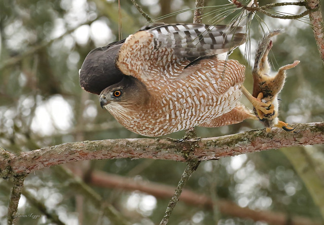 Cooper's hawk with prey
