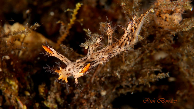 Cabangus Regius (Dendronotus) nudibranch