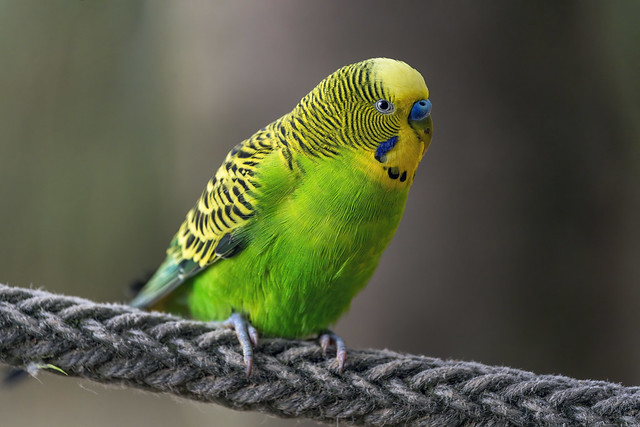 Parakeet perched on rope