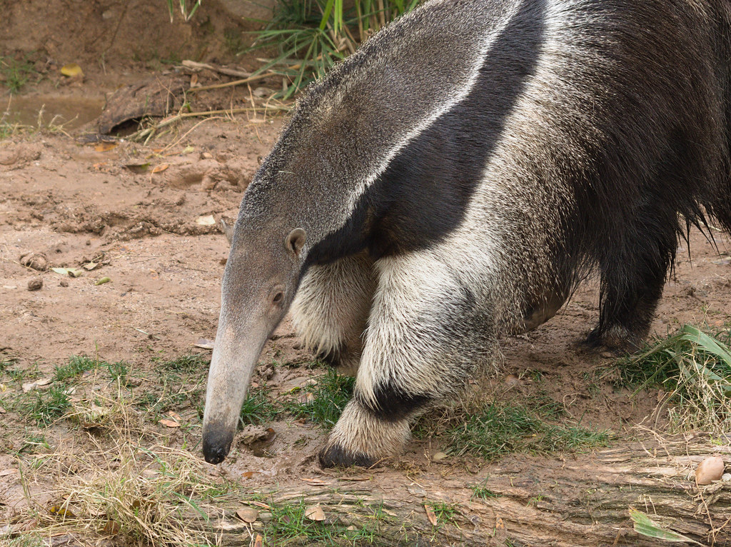 Giant anteater at Reid Park Zoo, January 2024