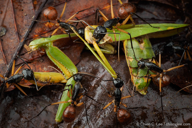 Giant Forest Ants (Dinomyrmex gigas borneensis) and Golden-armed Mantis (Hierodula venosa)