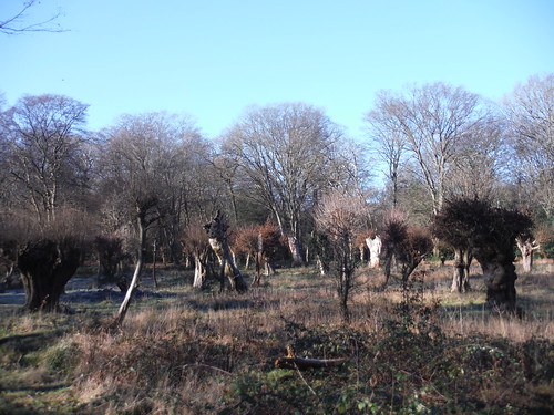Pollarded trees, Bury Wood SWC Short Walk 58 - Chingford Circular