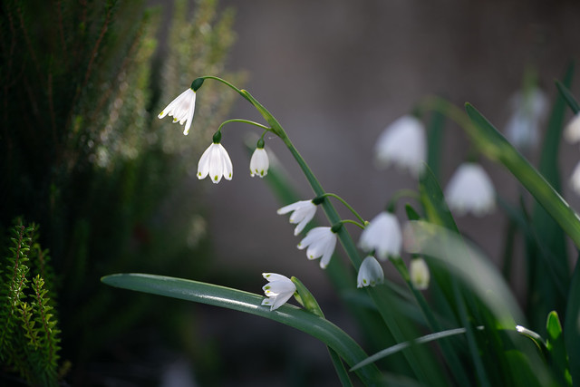 Leucojum