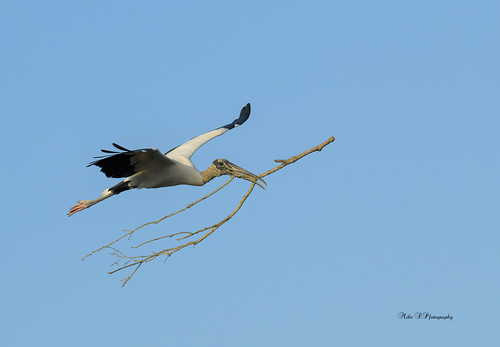 Woodstork with nesting materials | by Mike_FL