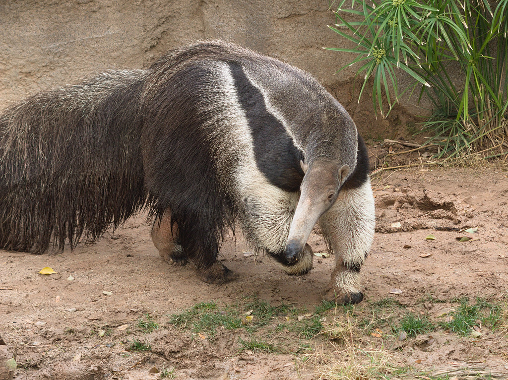 Giant anteater at Reid Park Zoo, January 2024