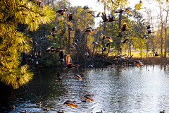Whistling Ducks, Audubon Park, New Orleans