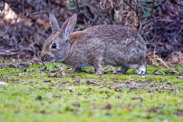 Rabbit @ UC Santa Cruz Arboretum