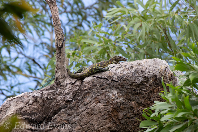 Blue-tailed monitor lizard (Varanus doreanus) in situ