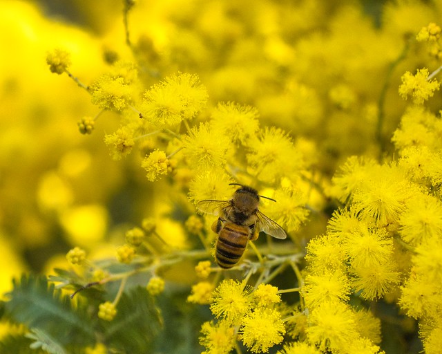 Bee a-buzzin'