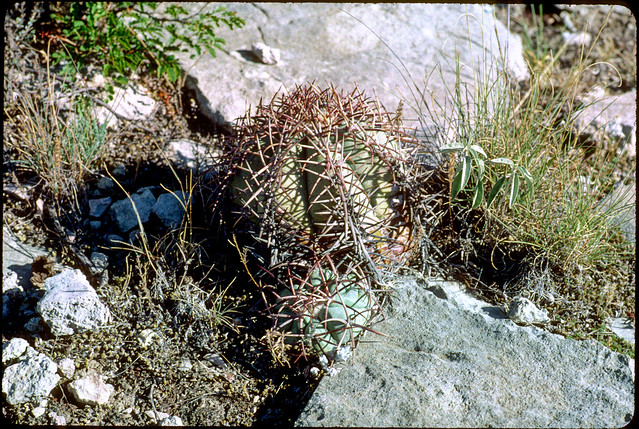 Terrel Co Cactus.jpg