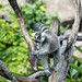 			<p><a href="https://www.flickr.com/people/hrother/">Harry Rother</a> posted a photo:</p>
	
<p><a href="https://www.flickr.com/photos/hrother/53494840514/" title="Ring-tailed Lemur"><img src="https://live.staticflickr.com/65535/53494840514_cc95406b49_m.jpg" width="240" height="192" alt="Ring-tailed Lemur" /></a></p>

<p>Disney Animal Kingdom</p>

