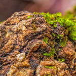 Macro Shot of a Tree Knot with Moss - Amicalola State park - Dawsonville Georgia - Shot with Cannon RF 100mm f2.8 Macro on a Canon R5. 