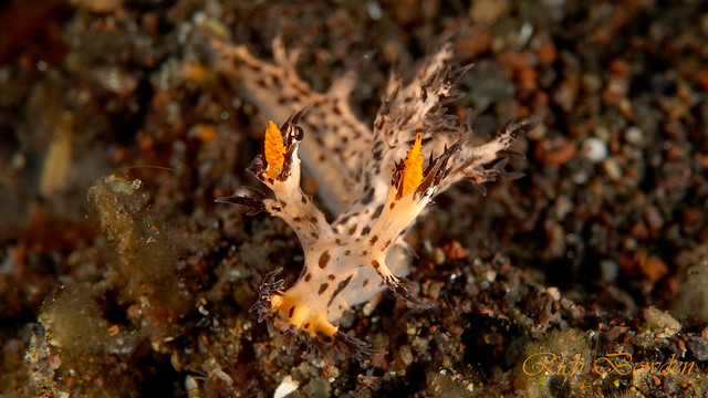 Cabangus Regius (Dendronotus) nudibranch