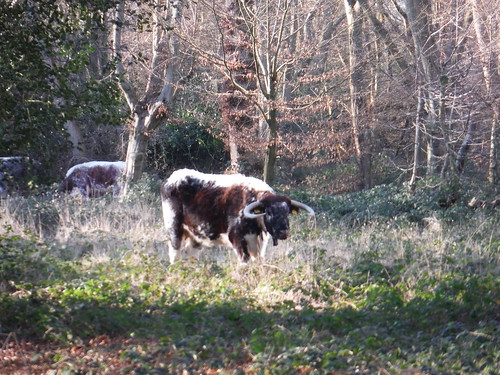 Longhorn Cattle grazing in Bury Wood (recce walk) SWC Short Walk 58 - Chingford Circular