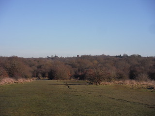 Northesasterly views across the Chingford Plain to the Forest 
