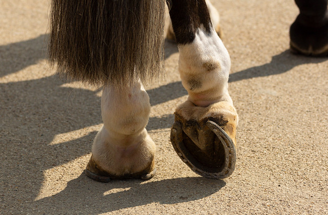 Rear Feet of Police Horse - 2012 Olympics