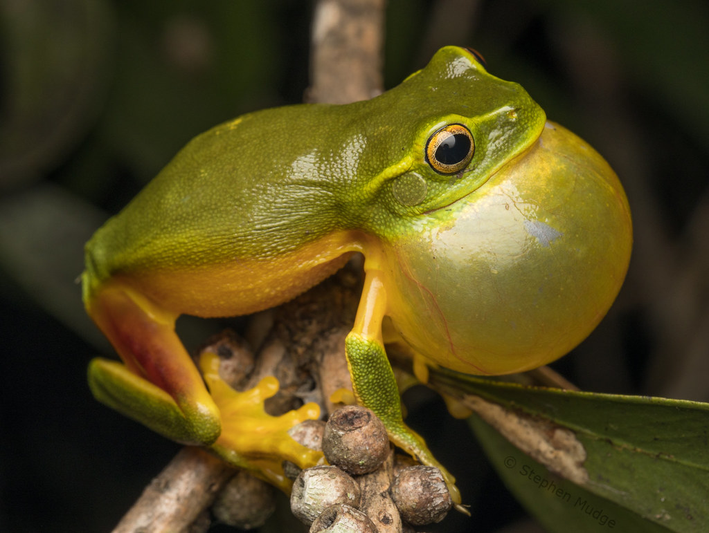 Graceful Tree Frog calling