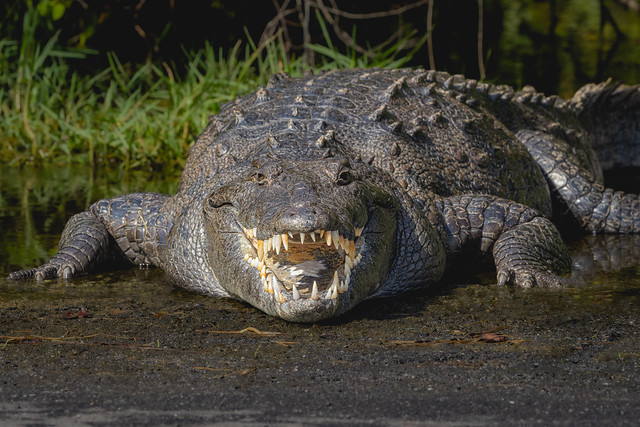 American Crocodile