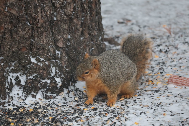 Backyard Fox and Red Squirrels (Ypsilanti, Michigan) - January, 2024