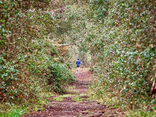 Runner and his dog in the thick of a forest
