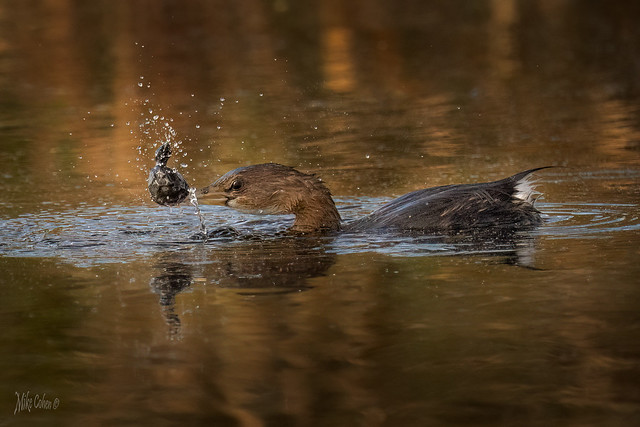 Grebe with Turtle-