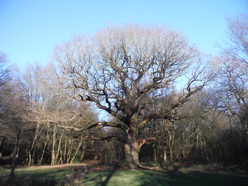 Grimston’s Oak (‘The Monarch of the Forest’) SWC Short Walk 58 - Chingford Circular