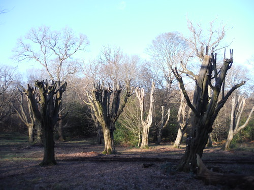 Pollarded Trees in Bury Wood SWC Short Walk 58 - Chingford Circular