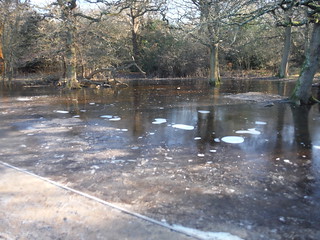 Frozen water just off path by Connaught Water (recce walk) SWC Short Walk 58 - Chingford Circular