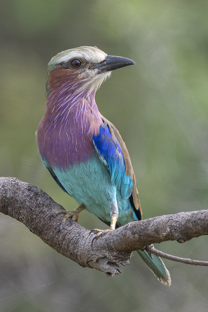 lilac-breasted roller-8
