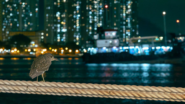 Night Heron in night city
