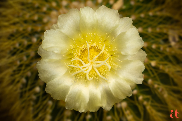Delicate-Glow-of-Parodia-Nigrispina-A-Cactus-Flower-in-Full-Bloom-by-Aravind-Reddy-Tarugu