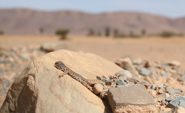 Moroccan Spiny-tailed Lizard