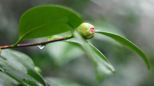 Camelia in bud.