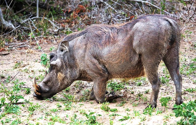 Kneeling Warthog Nosing Around In The Dirt