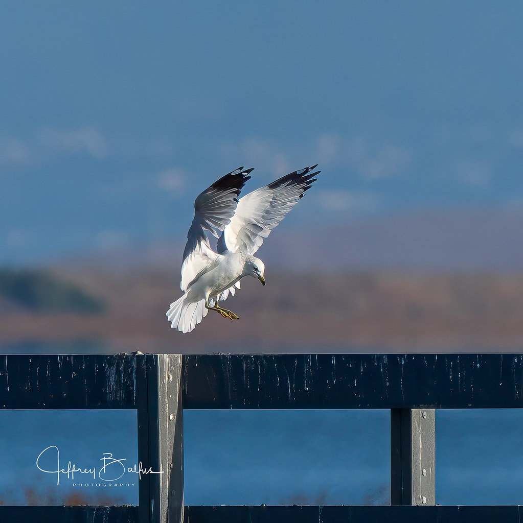 Sea Gull Landing on Fence-1.jpg