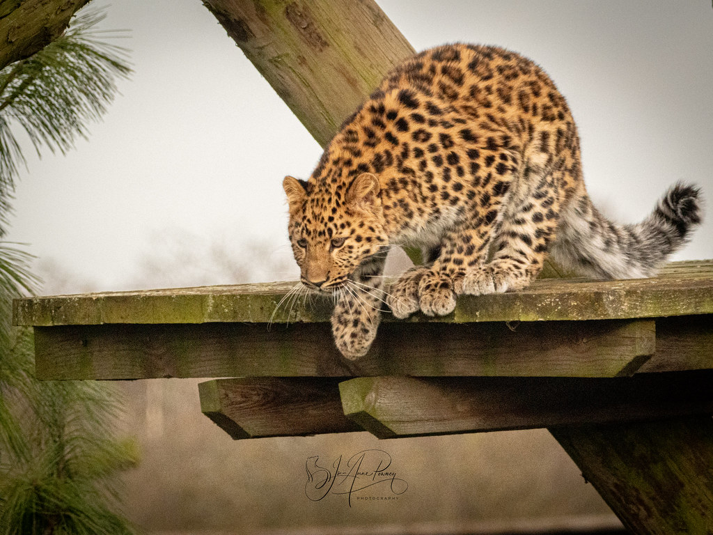 Auckley the beautiful Amur Leopard cub