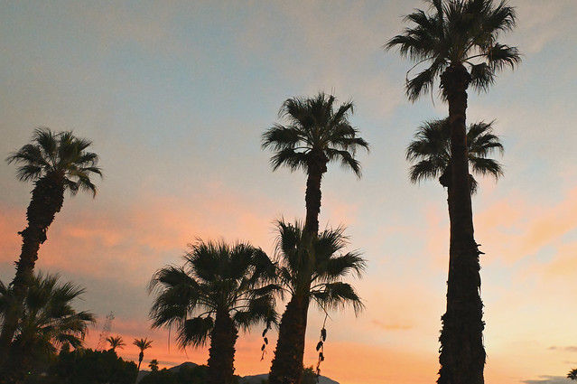 Palms against the late afternoon.