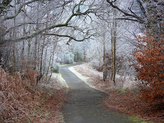 Frosty Trail
