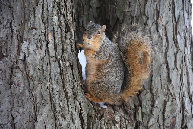 Fox Squirrels in Ann Arbor at the University of Michigan on January 22nd, 2024